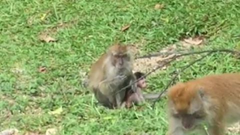 Tiniest Newborn Monkey Being Coddled By Its Mom!