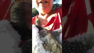 Emergency update about injured bird that was released