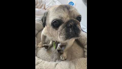 17 year old deaf fawn pug 'Rudy' abandoned 3 times
