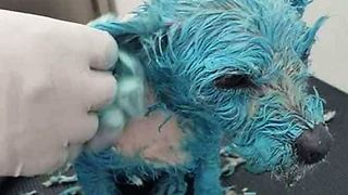 Pedimos justicia por la “perrita azul” que murió tras un cruel maltrato