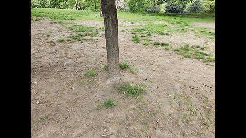 Some of the lawns at Fort Green Park are looking bad. May 17, 2024.