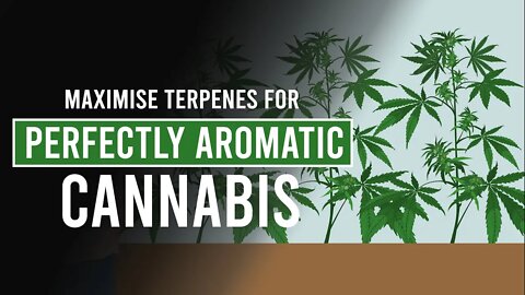 Grow Perfectly Smelling Cannabis! Maximise your Terpenes!
