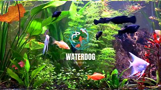 Melt Your Stress Away With a Lush Aquarium and Lofi!