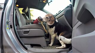 Hidden camera shows how sneaky beagle steals full cups of coffee