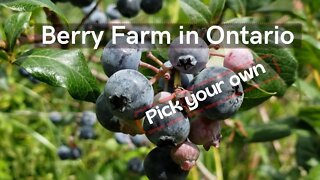 Berry Farm in Ontario Canada | Pick Your Own