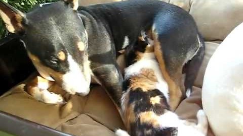 Dog produces milk for 6 months to feed kitten