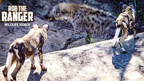 Wild Dog Pack Feeds, Intimidates Hyena