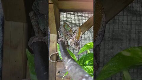 Grover the Chameleon