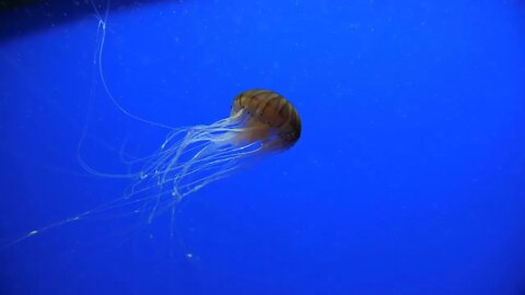 Jellyfish with brown stripes swimming sideway blue background slow motion transparent tentacles