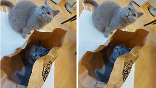 Silly Cat Can't Resist Empty Paper Bag