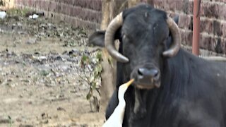 Water buffalo gets his nose picked by feathered friend in India