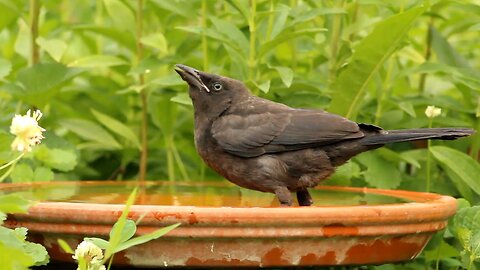 Juvenile Grackle Takes a Bath