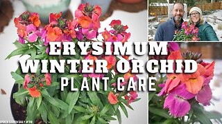 😀 Erysimum Winter Orchid Plant Care | Plant Chat Friday - SGD 318 😀