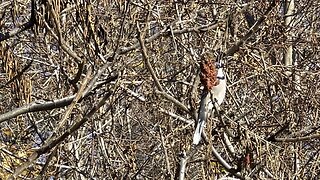 Hairy Wood Pecker VS Blue Jay mini battle