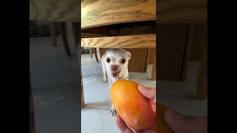 Trading funny dog videos Mango kuchi kuchi🥭