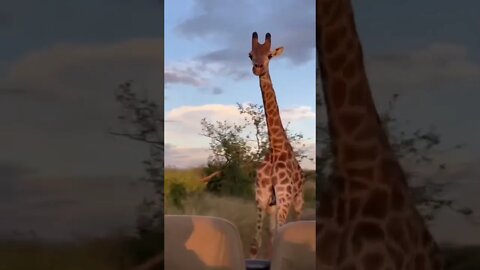 Chased by a giraffe #shorts