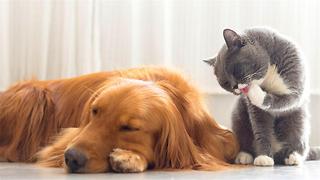 4 Tips To Help You Crack Your Pet's Funny Behaviors
