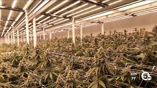Ohio weed production triples, but patient population plateaus