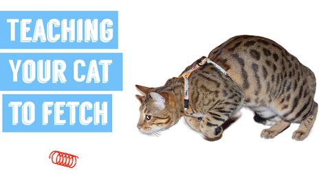 Cats fetching? It's not only a game for dogs