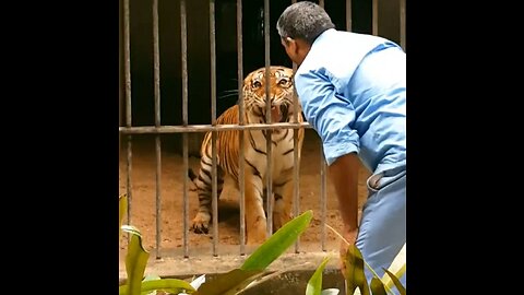 😡ANGRY TIGER HEALTH CHECKUP 😬😳