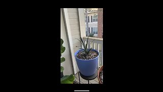 Growth of one of my pineapple plants