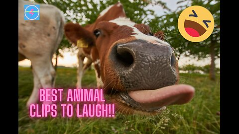 Unleashed Laughter: 60 Minutes of Hilarious Animal Antics! 🐾😂