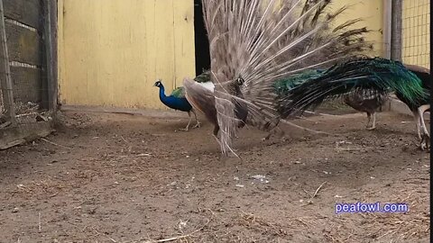 Worming Your Peafowl, Peacock Minute, peafowl.com