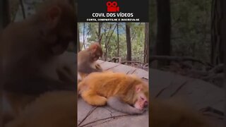 macaco dando beijo grego