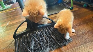 Cleaning With Kittens...