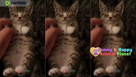 Cute cat is sound asleep, even being disturbed doesn't wake it up 🥰 🐾