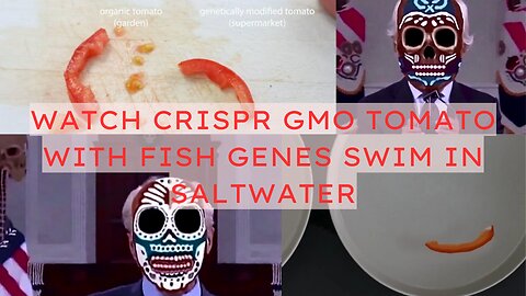 WATCH CRISPR GMO TOMATO WITH FISH GENES SWIM IN SALTWATER