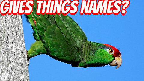 The Naming Parrots!