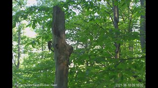 Feeding & a fledge!