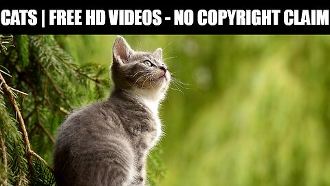 Cats | Free HD Videos - No Copyright Claim