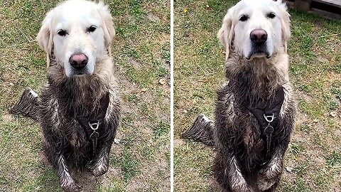 Mischievous Golden Retriever Gets Completely Covered In Mud