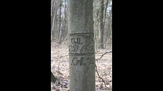 Daniel Boone's Knife marks in a tree