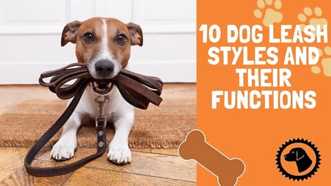 10 Dog Leash Styles And Their Functions | DOG PRODUCTS 🐶 #BrooklynsCorner