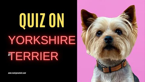 Quiz on Yorkshire terrier
