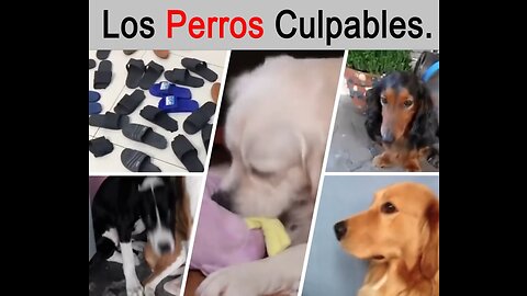 Perros CULPABLES / Top 10