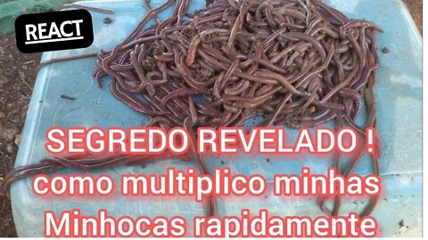 COMO MULTIPLICAR SUAS MINHOCAS RAPIDAMENTE ,REVELANDO MEU SEGREDO REACT