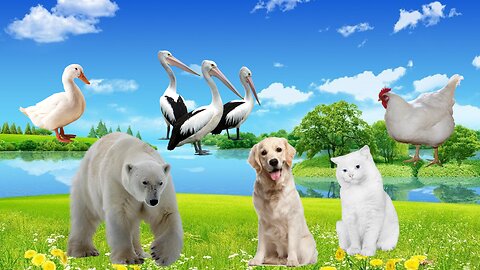 WHITE ANIMALS! Chicken! Duck! Cat! Dog! Bear! Pelican! Animal Video Sounds!