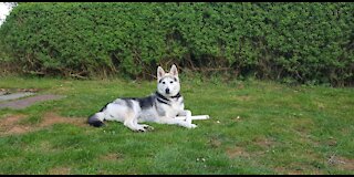 Husky Fun with Squirrel