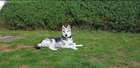 Husky Fun with Squirrel