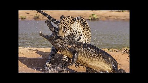 Jaguar VS Crocodile & Amazing Animal Fights - Wild Animals Documentary 2018