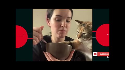 😽Daily dose of funny cat videos😹Don't try to hold back your laughter 🤣Random vids for mood👍