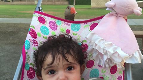 Wild goose fascinated by presence of baby