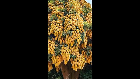 how to graft a mango tree,#planting #fruits #tree #grafting