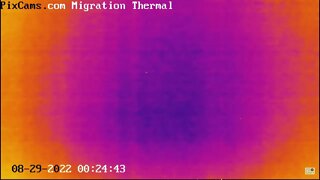 Night migrating birds on thermal camera - 8/29/2022 @ 00:24 - Odd Flight Path