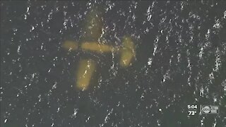 Small plane crashes into Hillsborough Bay near airport on Davis Islands