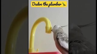 #shorts #short #cockatiel #animals #birds #pets